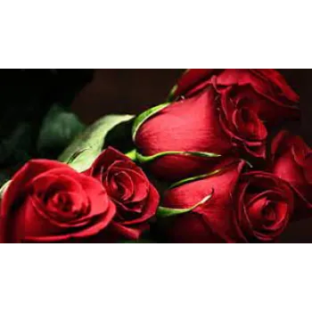 Passion Red Rose
